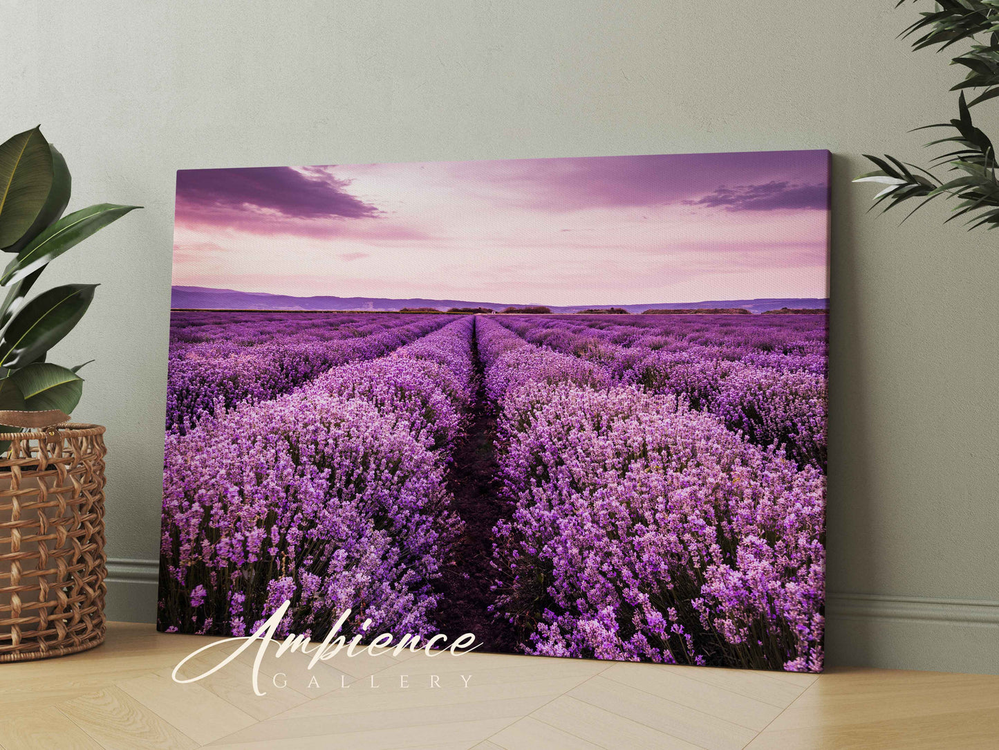 Blooming Lavender Field