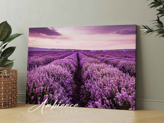 Blooming Lavender Field